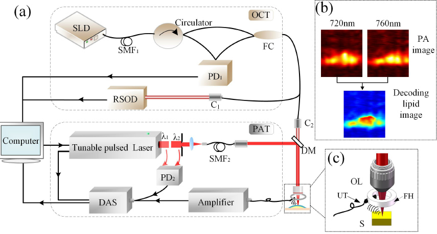 Simultaneous imaging of atherosclerotic plaque composition and structure with dualmode photoacoustic and optical coherence tomography