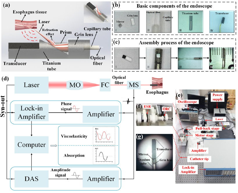 Biomechanical and morphological multi-parameter photoacoustic endoscope for identification of early esophageal disease