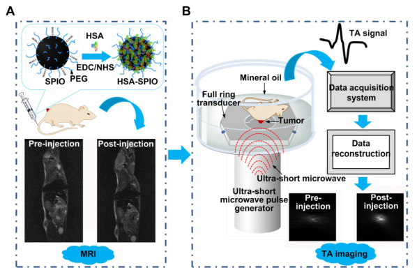 Thermoacoustic imaging and therapy guidance based on ultra-short pulsed microwave pumped thermoelastic effect induced with superparamagnetic iron oxide nanoparticles