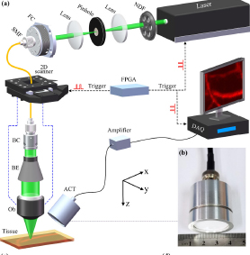 Noncontact photoacoustic angiography with an air-coupled ultrasonic transducer for evaluation of burn injury