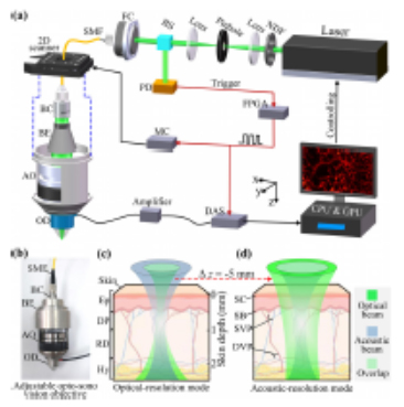 Switchable optical and acoustic resolution photoacoustic dermoscope dedicated into in vivo biopsy-like of human skin