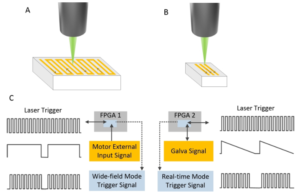 Dual Raster-Scanning Photoacoustic Small-Animal Imager for Vascular Visualization