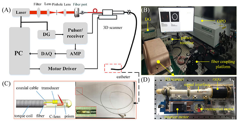 Reliability assessment on intravascular photoacoustic imaging of lipid: Ex vivo animal and human sample validation