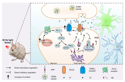 Gamma frequency light flicker regulates amyloid precursor protein trafficking for reducing β-amyloid load in Alzheimer's disease model