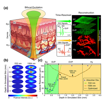 Bifocal 532/1064 nm alternately illuminated photoacoustic microscopy for capturing deep vascular morphology in human skin