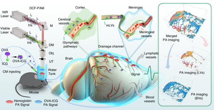 Advancing insights into in vivo meningeal  lymphatic vessels with stereoscopic wide-field  photoacoustic microscopy