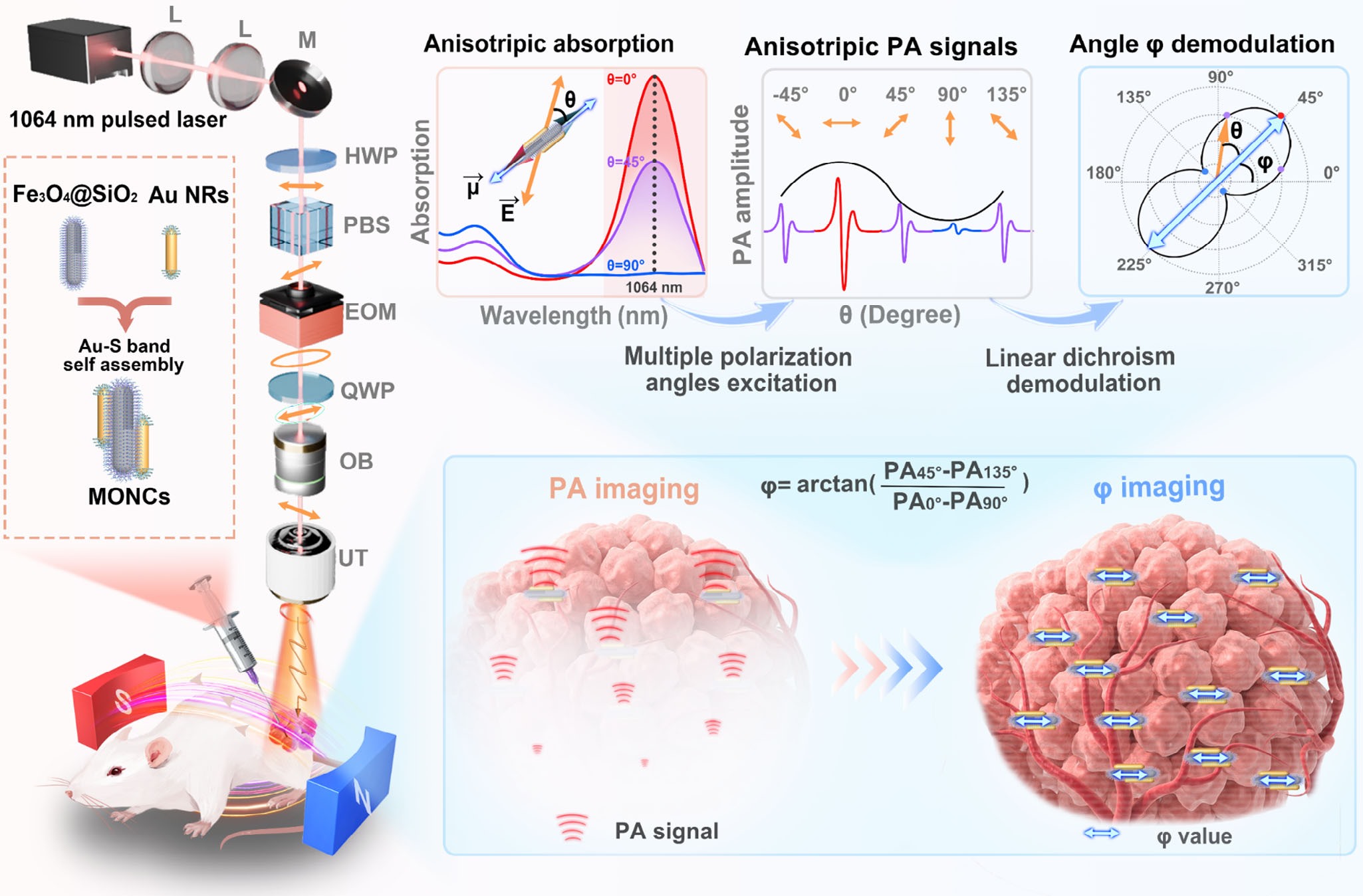 Optical Attenuation-Resistant Photoacoustic Tomography with Isotropic Contrast via Polarization-Demodulated Magnetic Orientation Awareness