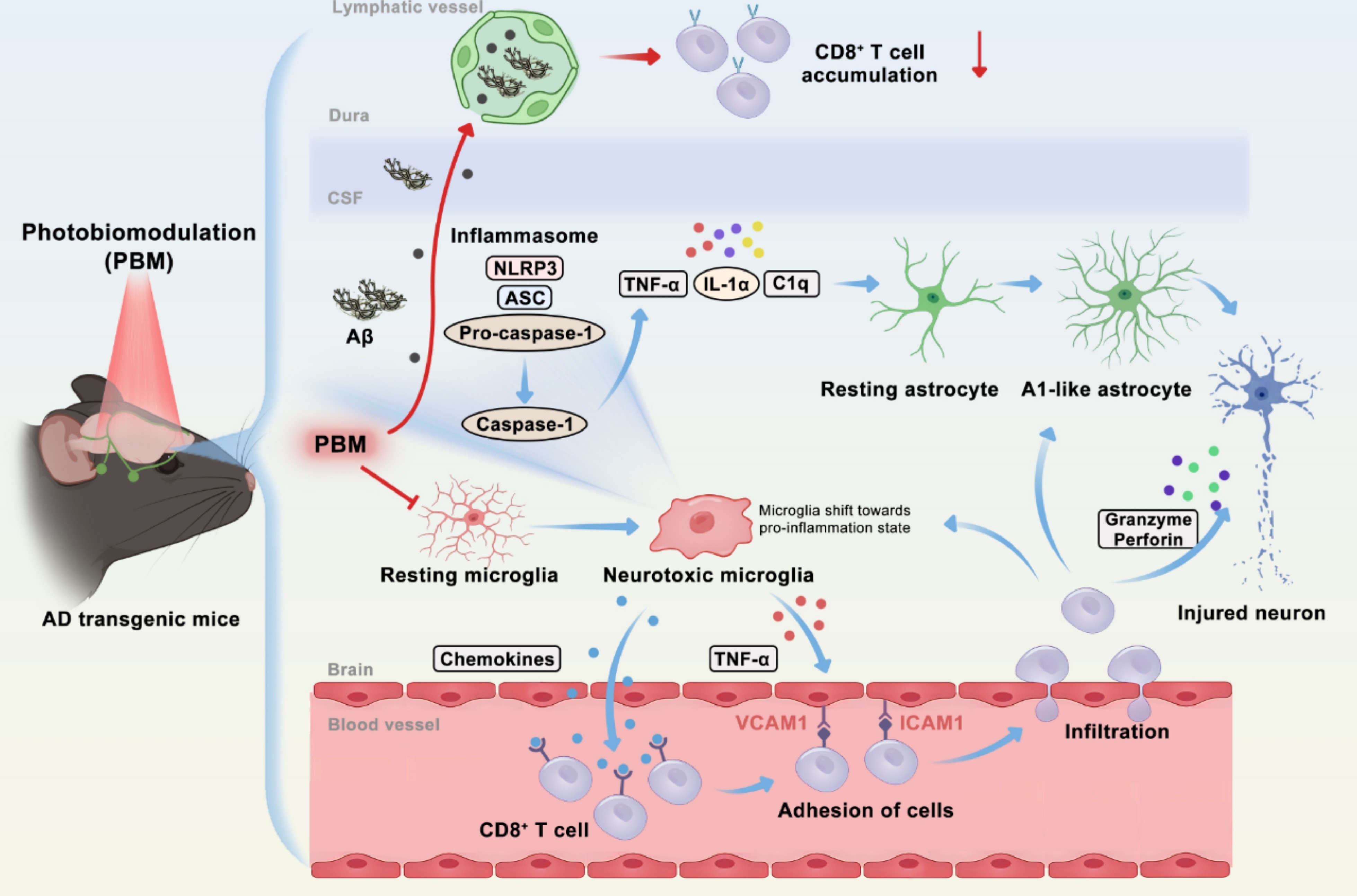 Photobiomodulation of immune crosstalk rescues neuroinflammation in Alzheimer’s disease models