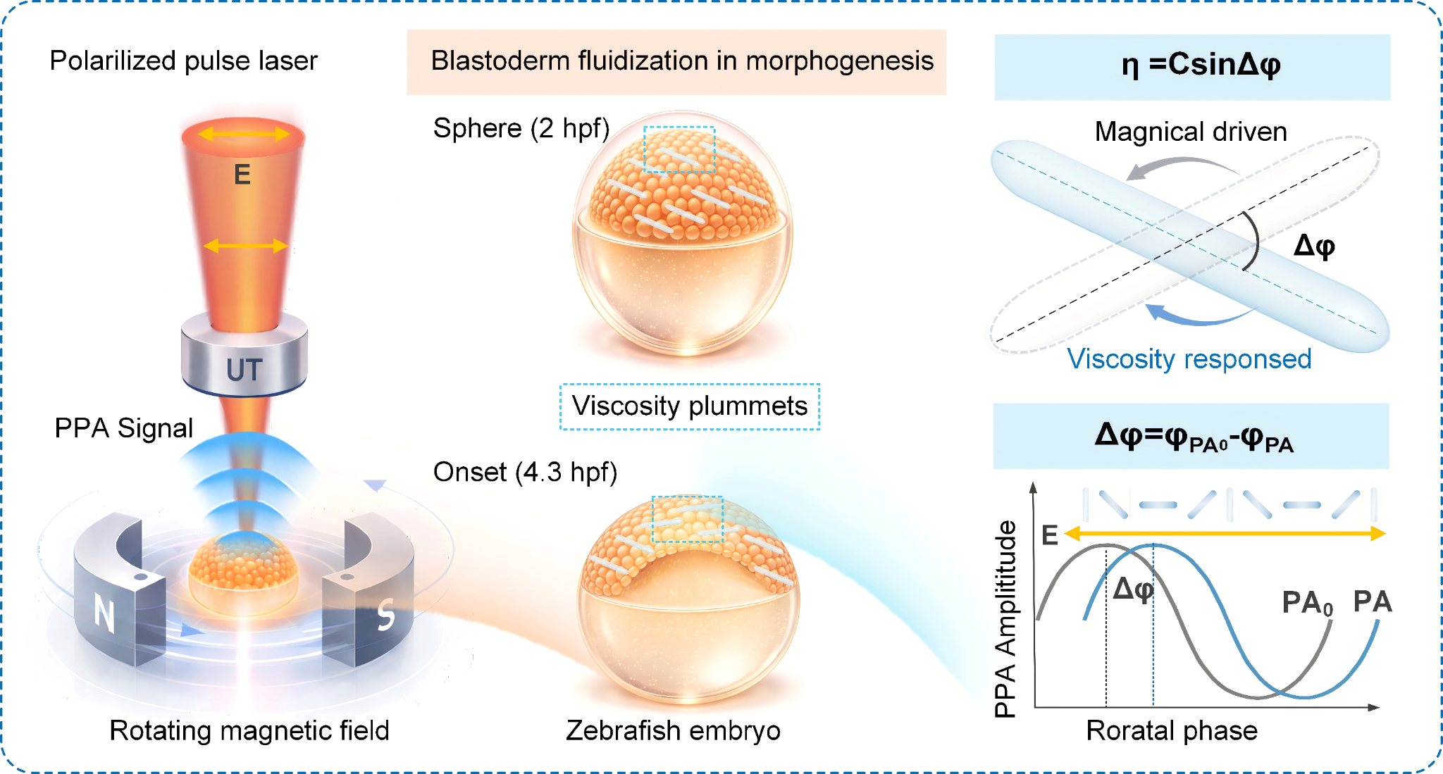 Magnetically twisted photoacoustic phase relaxation tomography for deep-tissue spatiotemporal quantitative viscography